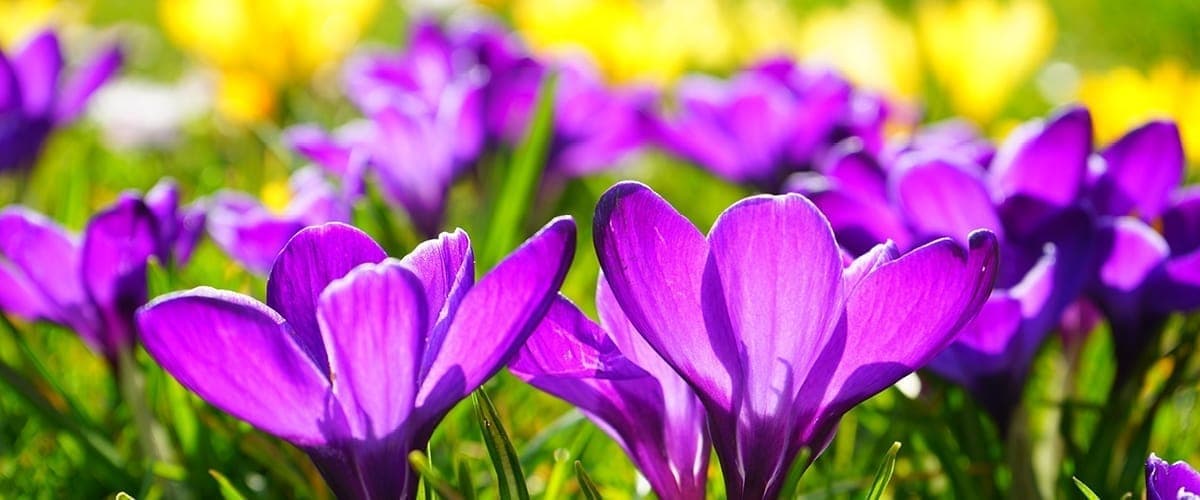 Inhaken lente web