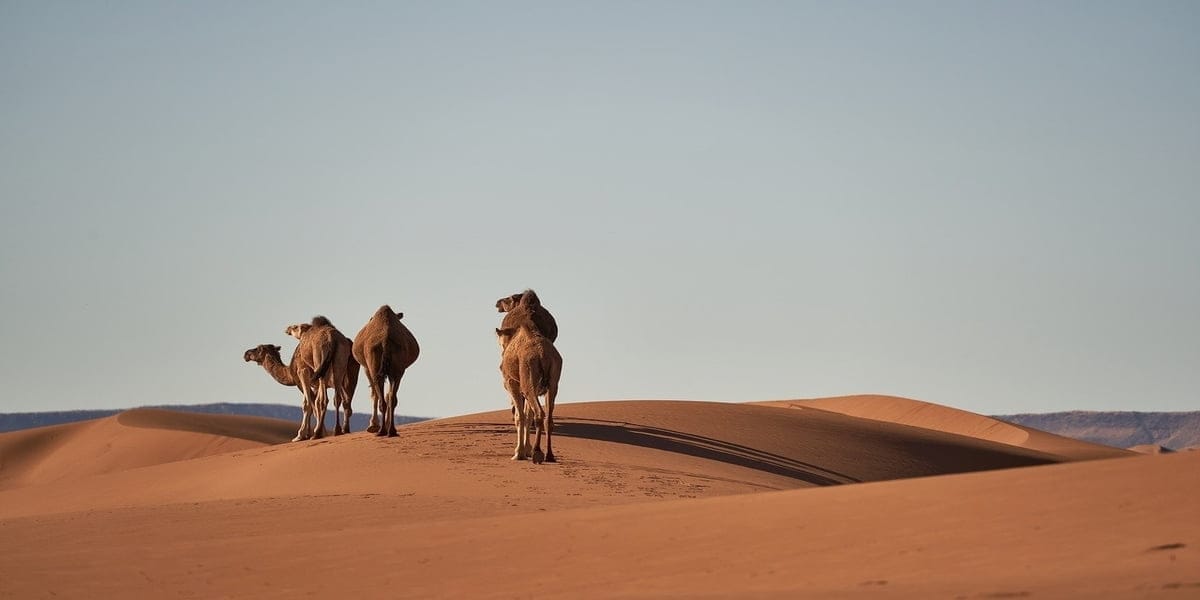Egypte artikel 1 1